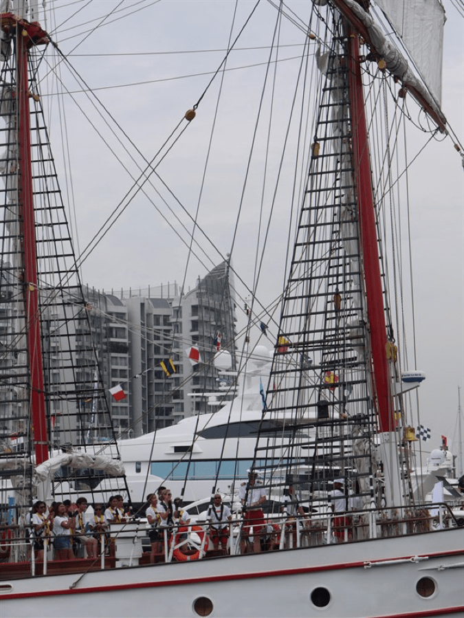 staff and gust on royal albatross