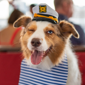 dog-cruise-icon