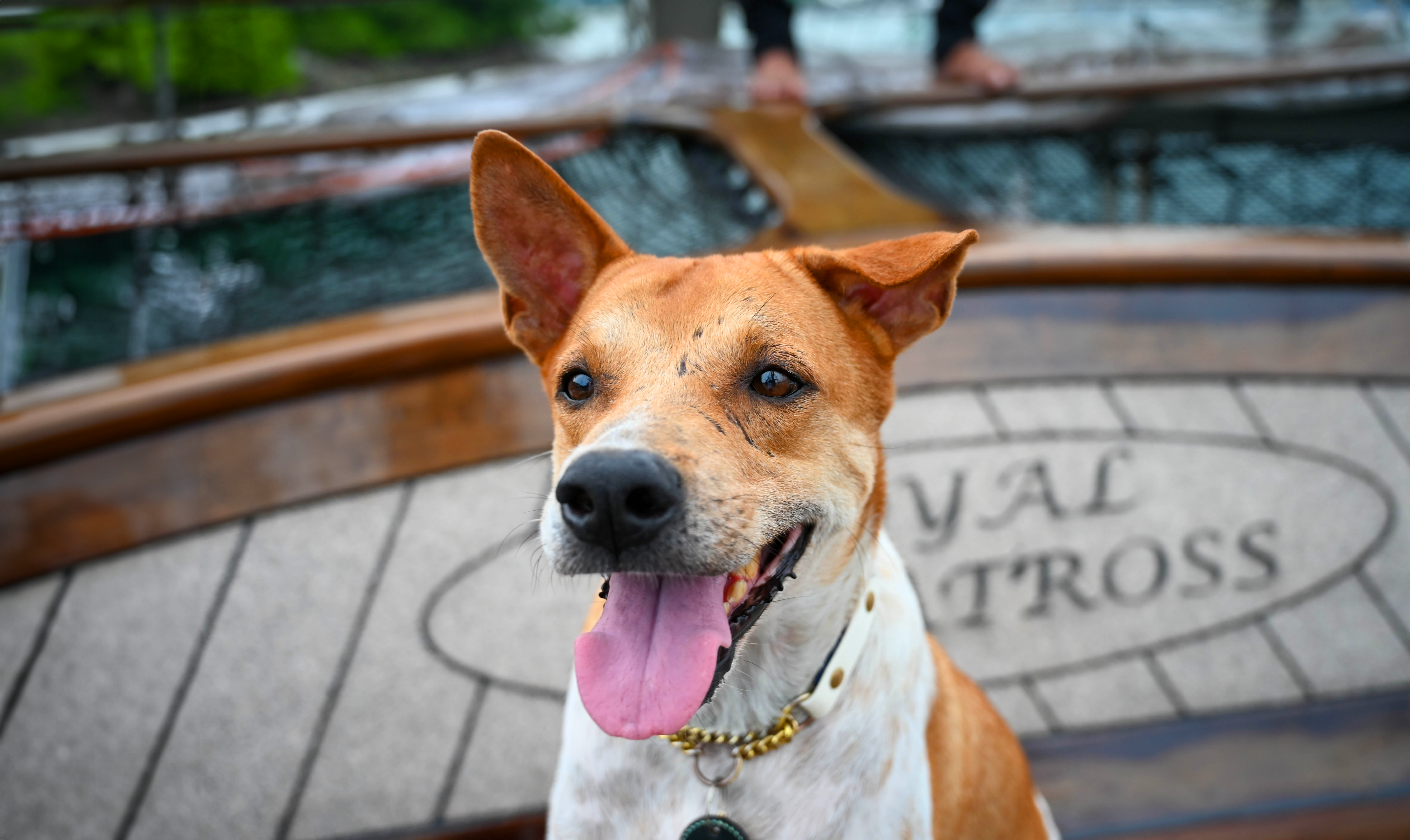 Dog Companion for Dog Cruise - Tyson
